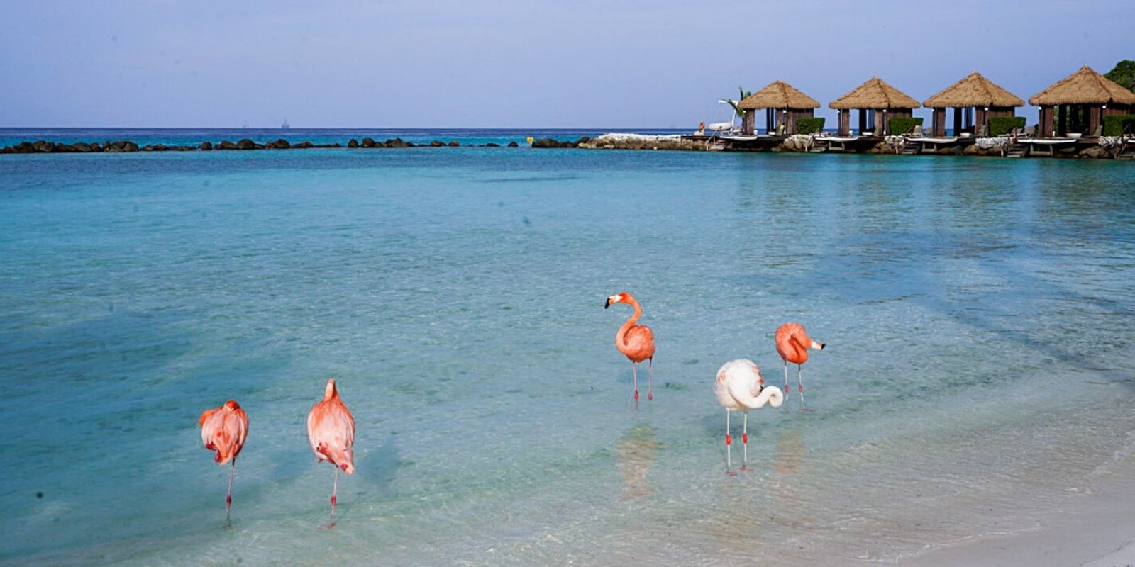 Visiting Flamingo Beach Aruba On Renaissance Island This Rare Earth