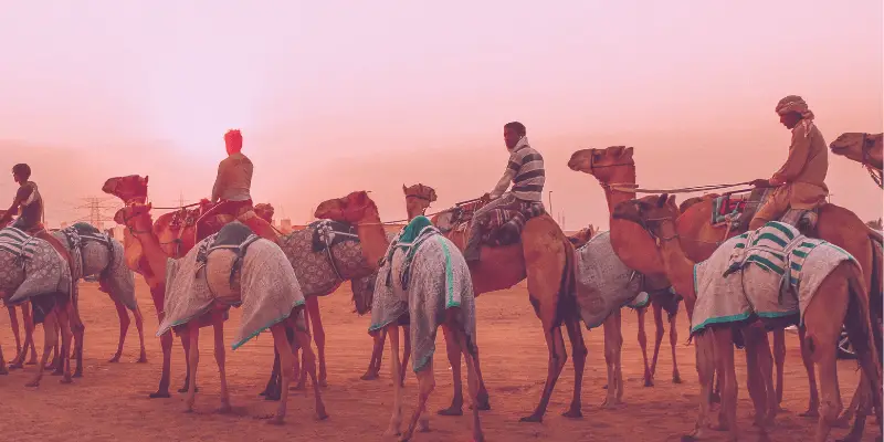 Dubai safety.  Camel caravan in the desert.