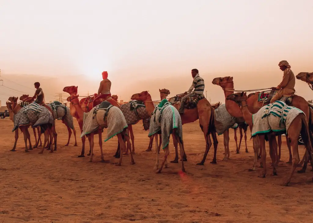 Men on camel in the desert, Dubai.  What to wear on a desert safari.