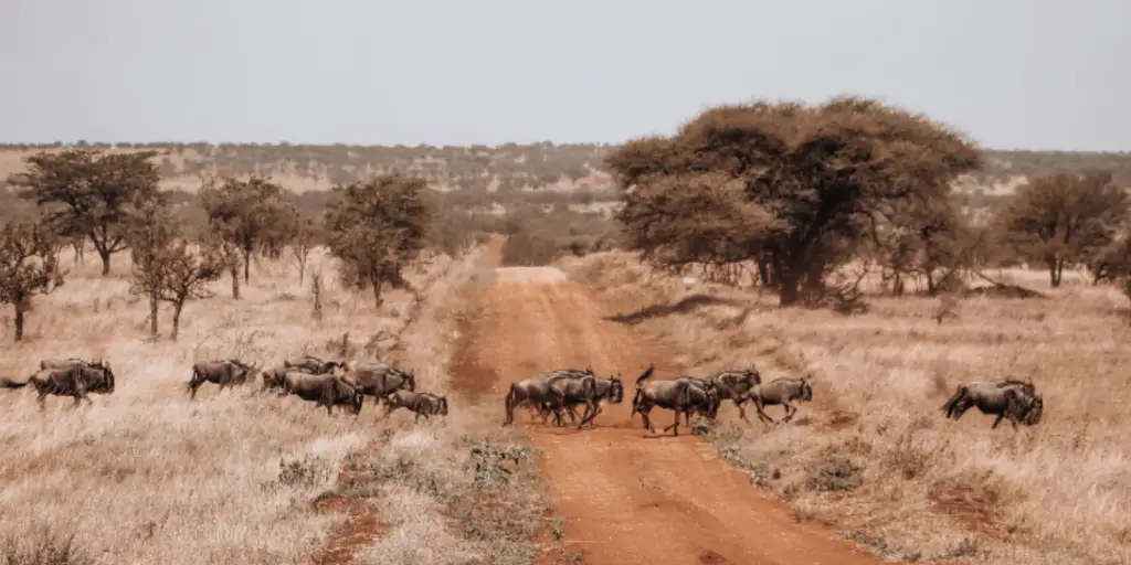 The wildebeest migration across rugged landscape, seen on my Tanzania safari