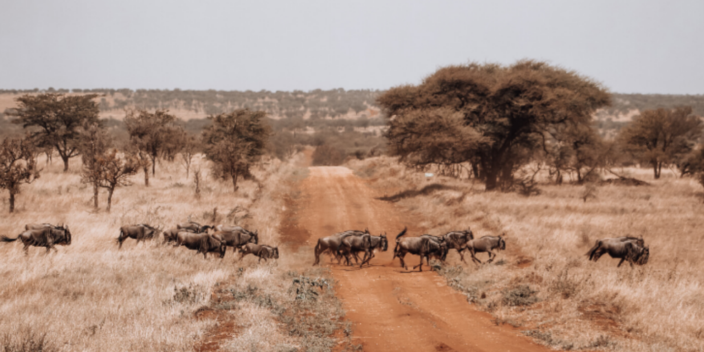 The wildebeest migration across rugged landscape, seen on my Tanzania safari