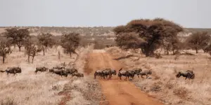 safari kleidung tansania