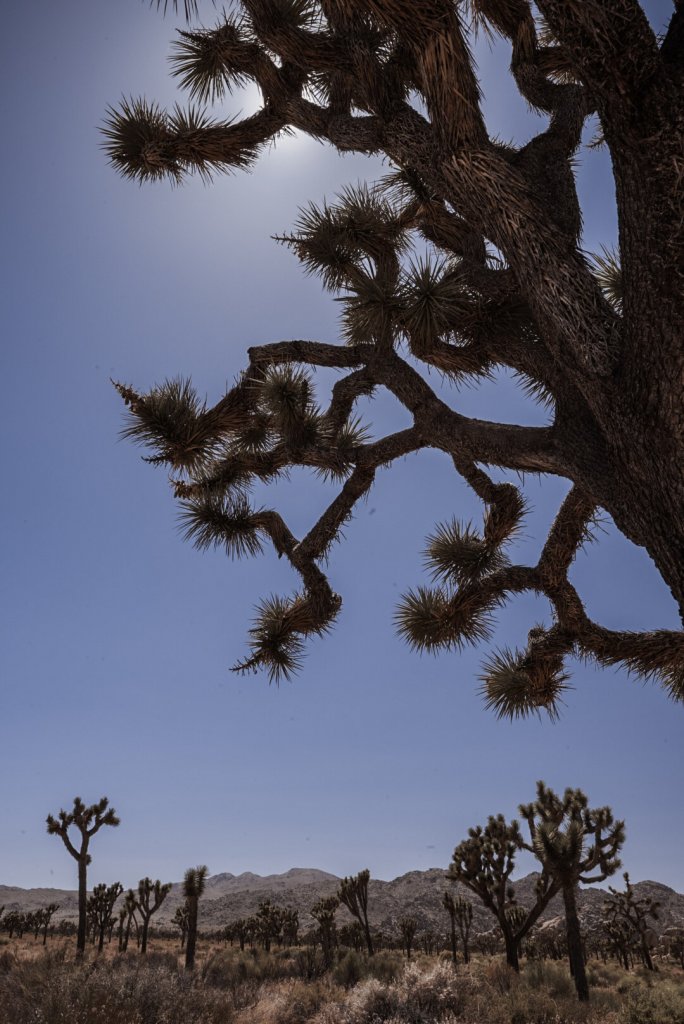 Large Joshua Trees in front of rugged mountains, seen when visiting Joshua Tree National Park.