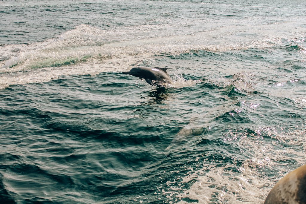 A dolphin leaps out of the Persian Gulf during a Musandam Oman trip.