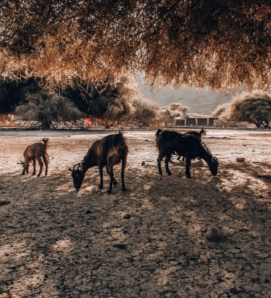 Three goats grazing underneath an Acacia Tree in Oman.
