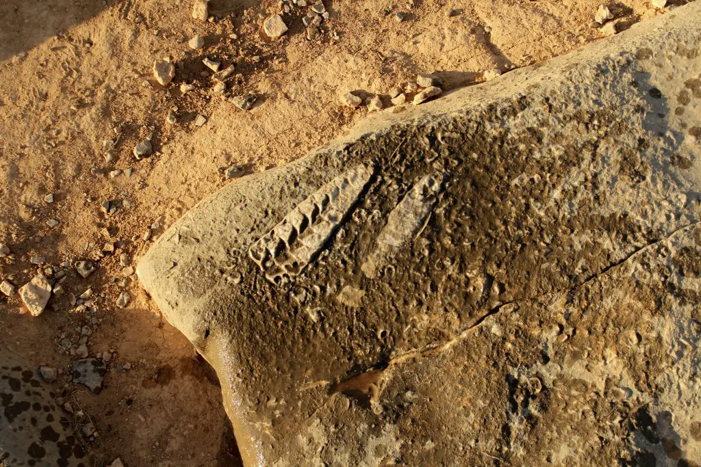Fish fossil seen atop Jebel Harim, Oman.