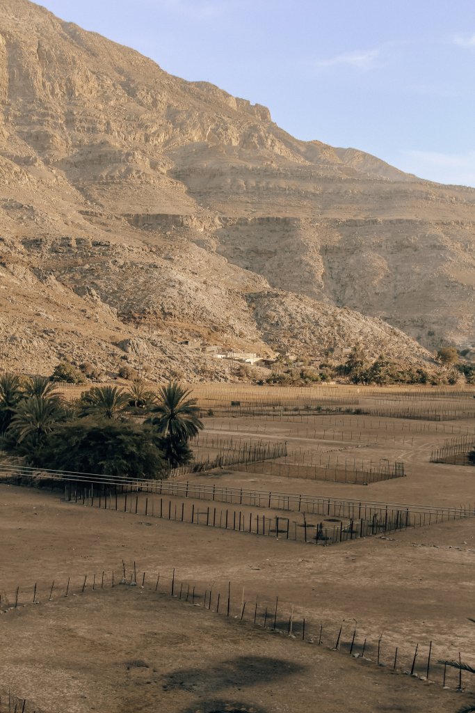 Palms growing in front of a mountain in Oman, seen on a trip to the Musandam Peninsula.