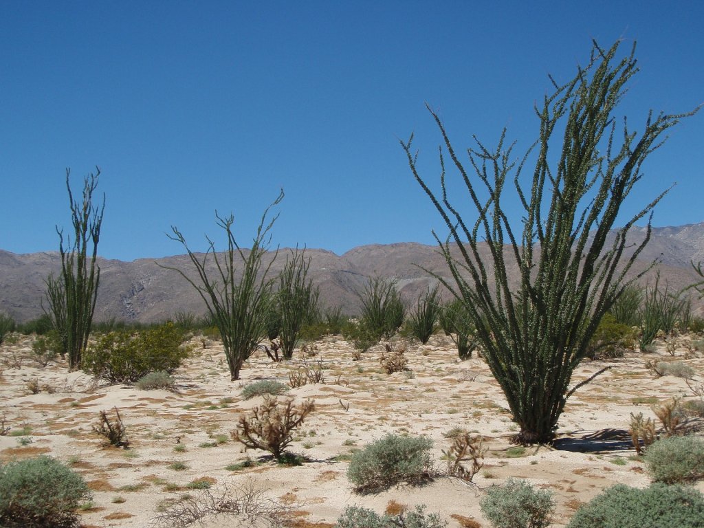 Plant life on the hiking trails inside of Anza Borrego State Park.