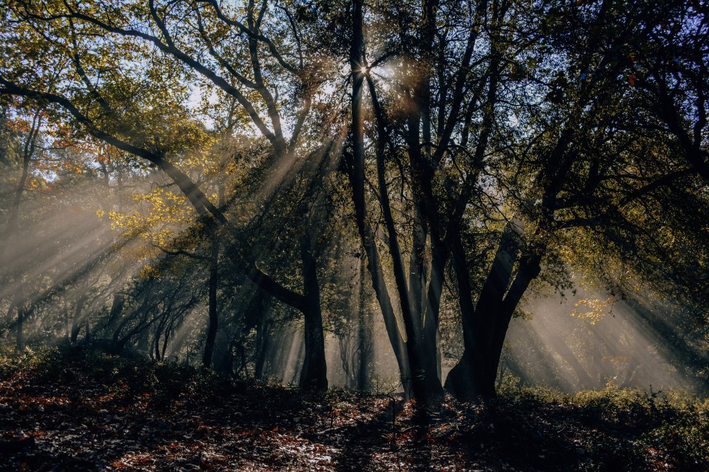 Light shining through the trees int he woods.