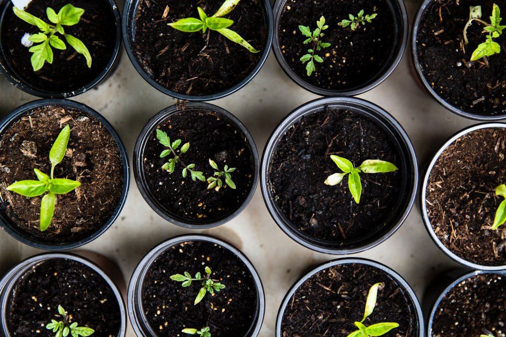 Small green plants sprouting from a home garden, one of the simple bucket list ideas.