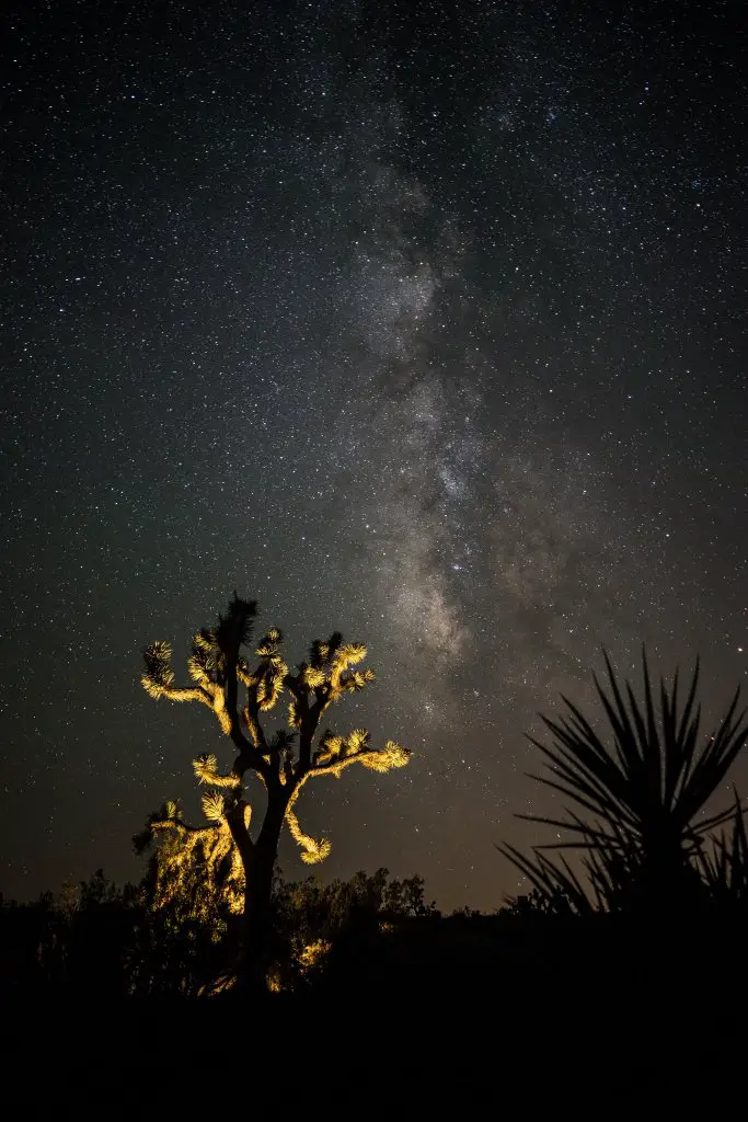 A Joshua Trees in front of the night sky in the Mojave Desert.