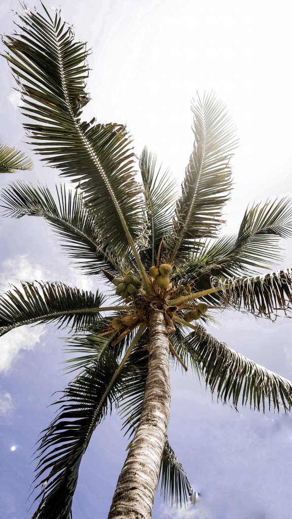 A tall palm tree with coconuts in Yucatan, Mexico.