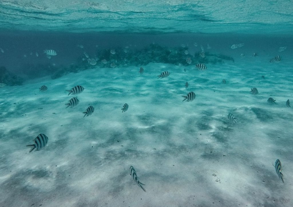 The Cook Islands' blue waters, crystal clear with fish.