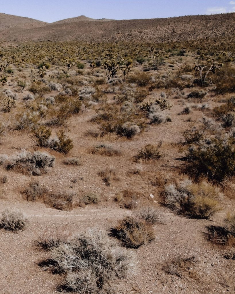 The Mojave Desert with brown earth and joshua trees.