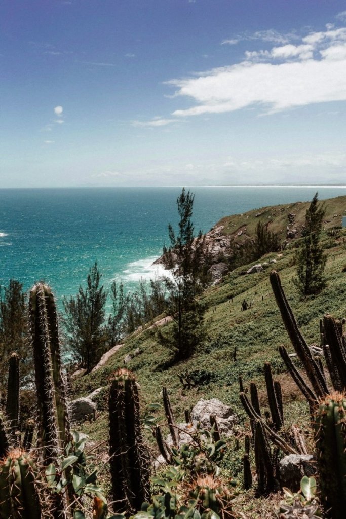 Cacti overlooking the ocean in Los Cabos, in the tropical desert climate.