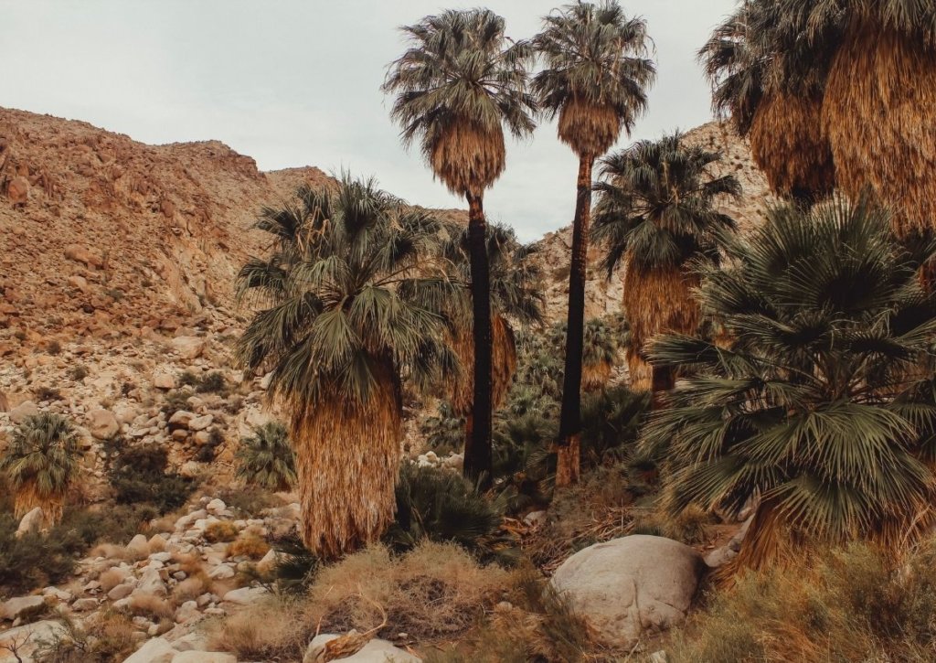 Lost Palms Oasis, a A Palm Springs Day Trip hike featuring brown rocky mountains and palm trees.