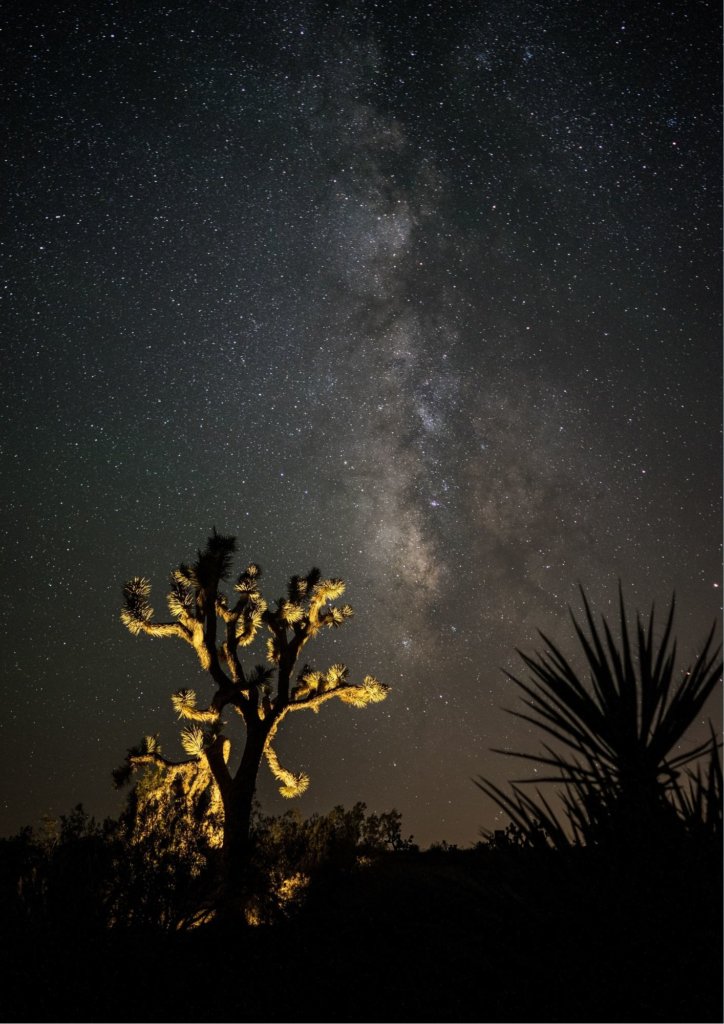 Joshua Tree Stargazing with thousands of stars in the sky.