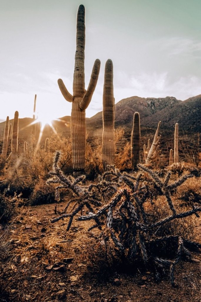 Saguaros seen on the drive from Phoenix to Sedona.