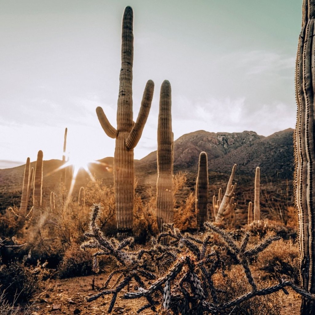 Tall Saguaro's in the sun, a USA Bucket List MUST SEE.