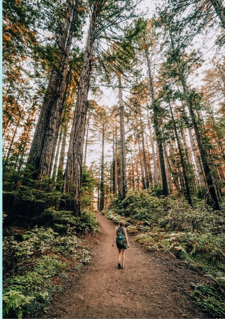 Simple Bucket List Ideas - go on a hike in the woods.