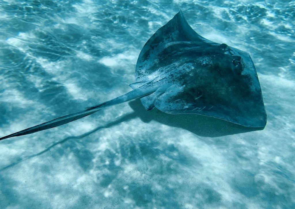 Swimming with stringrays in Cozumel, a top excursion in the Yucatan Peninsula.