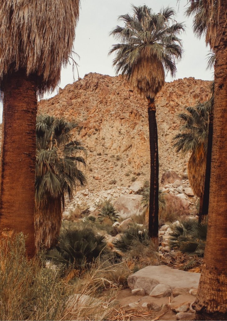 The palm trees surrounding the oasis at Joshua Tree National Park.