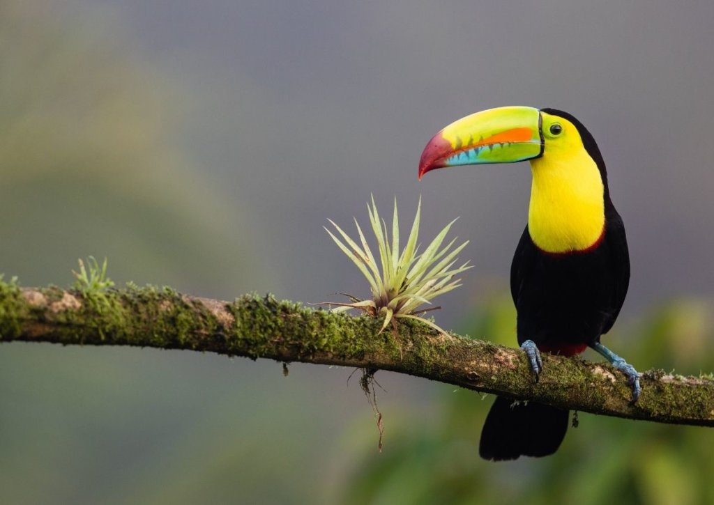 Bright colored toucan on a branch.