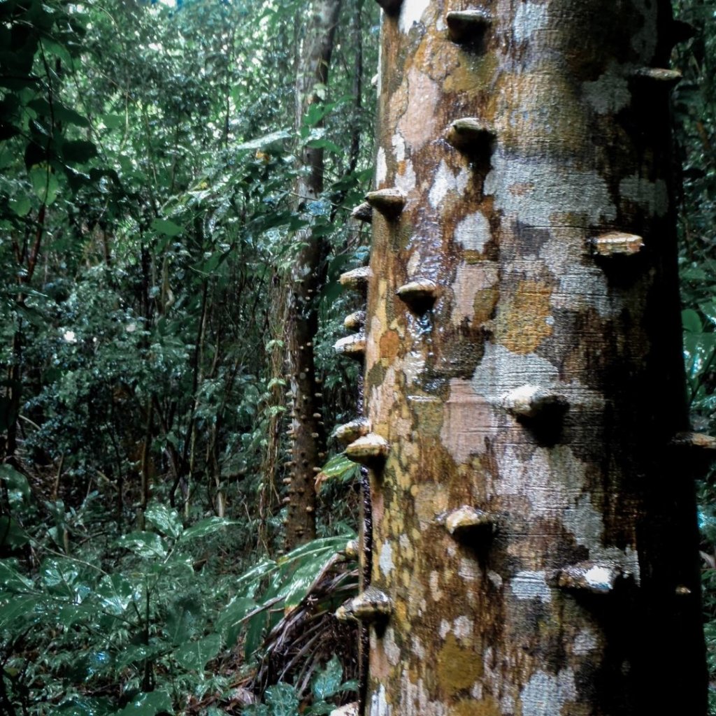 An unusual tree in El Yunque. 