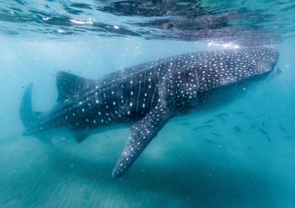 Giant whale shark swimming in blue water at Isla Holbox.