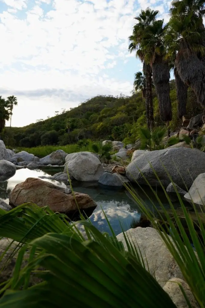 Lush green palms and blue skies at the Santa Rita Hot Springs.
