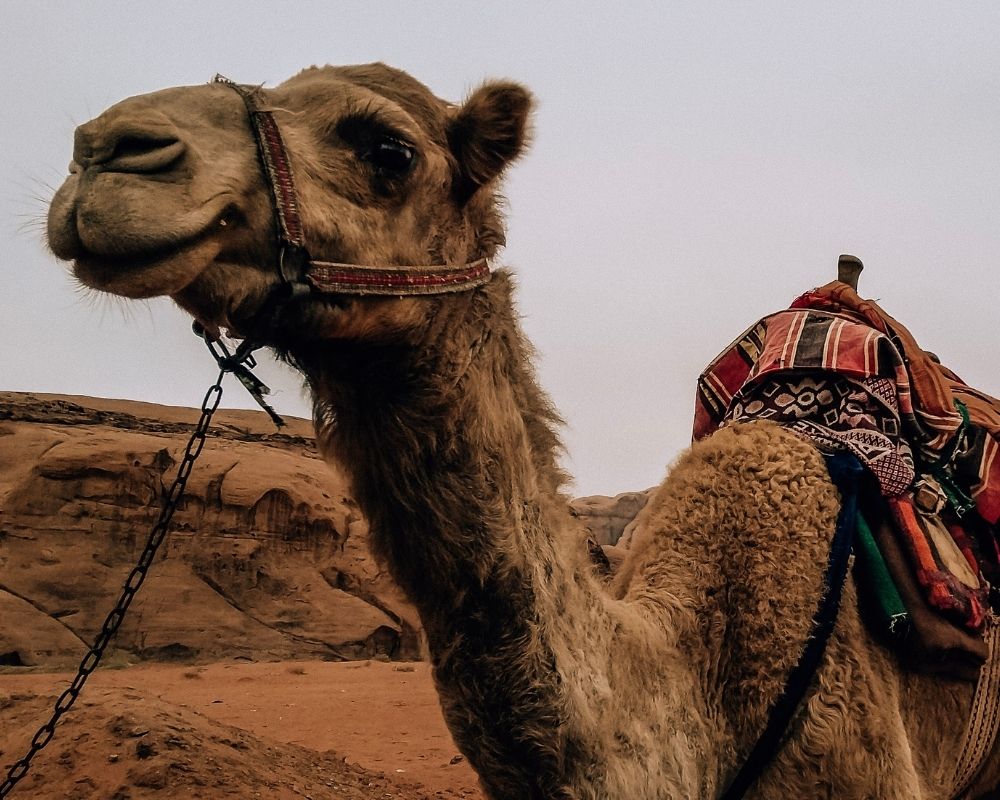 A camel in Wadi Rum, Jordan.