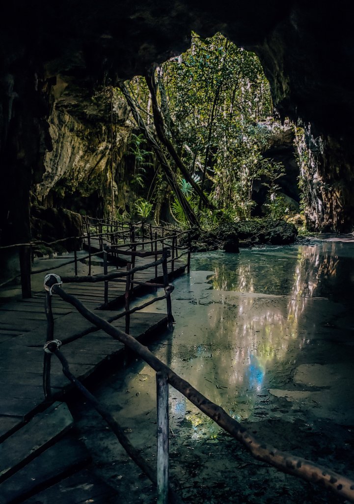 The open air portion of the cenote, showing green jungle.