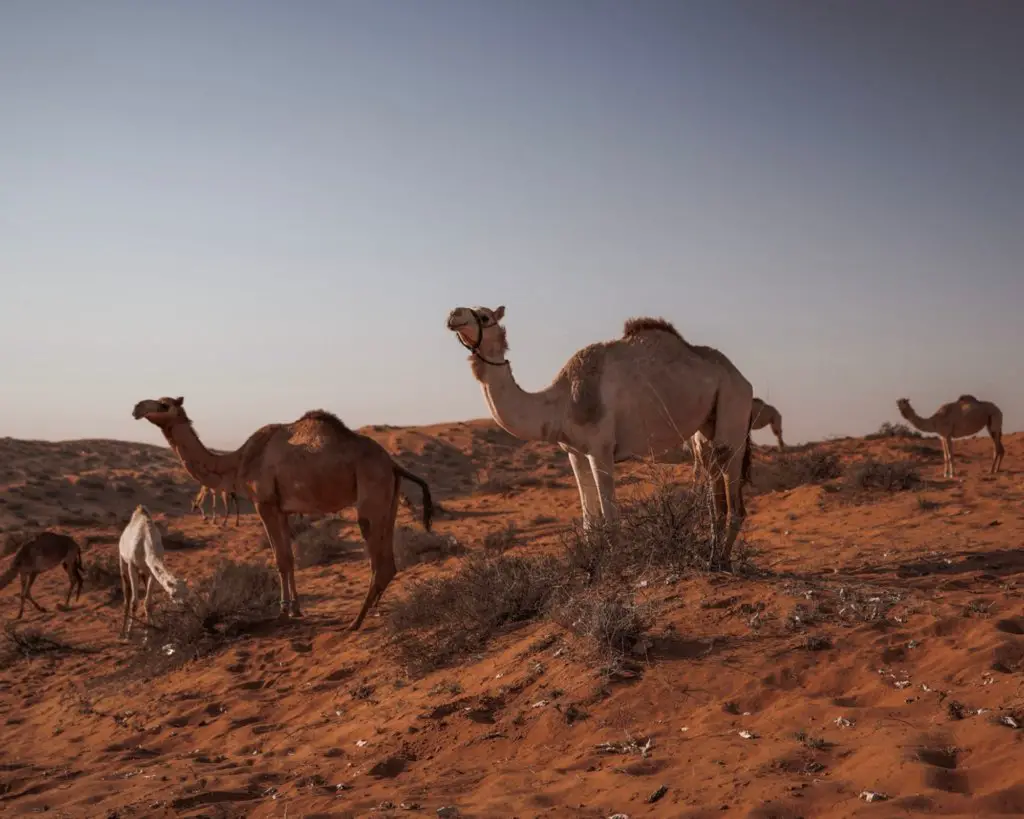 Camels in the Dubai desert.