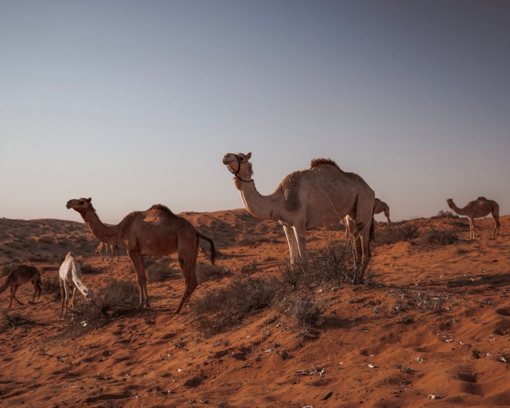 Camels in the Dubai desert.  Amazing and vastly different cultures is one of the pros of living abroad.