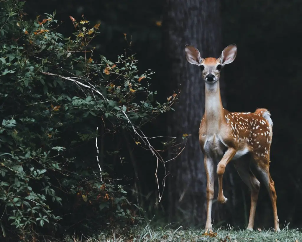 Respect wildlife - a deer in the woods.