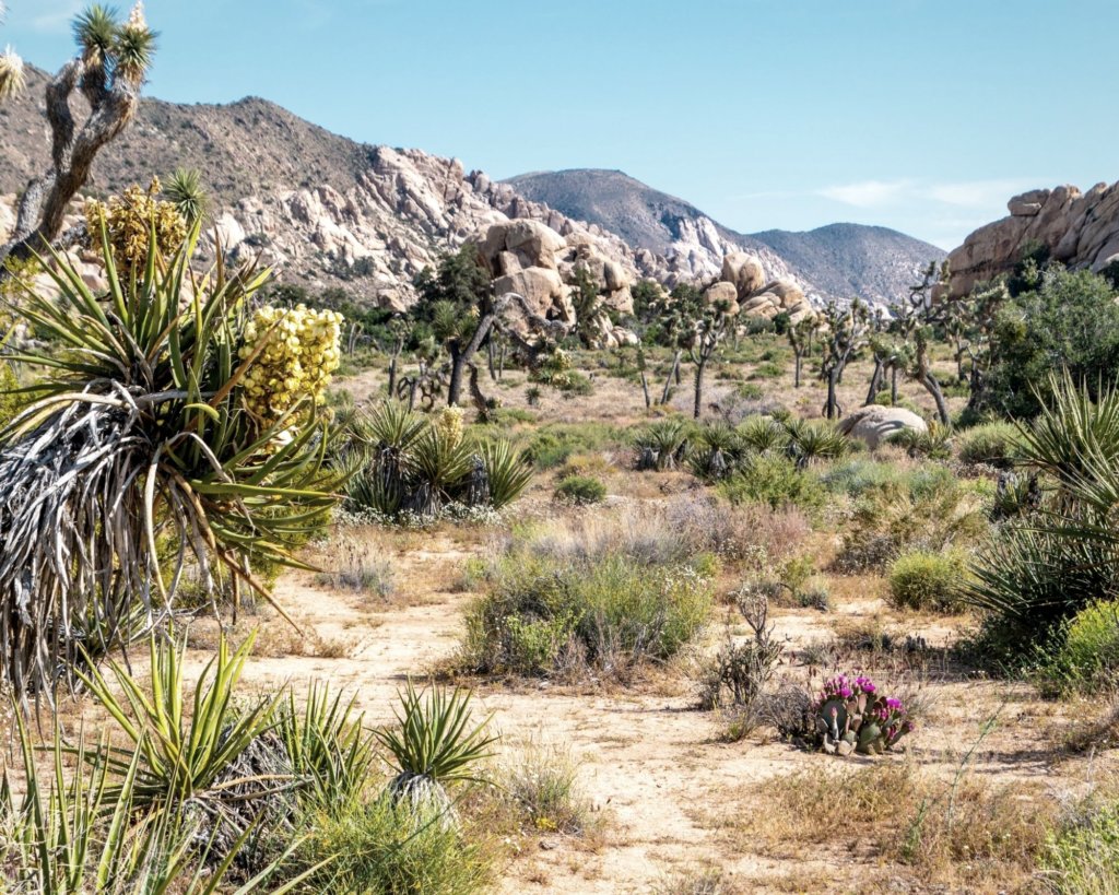 The lush green Barker Dam trail in Joshua Tree.