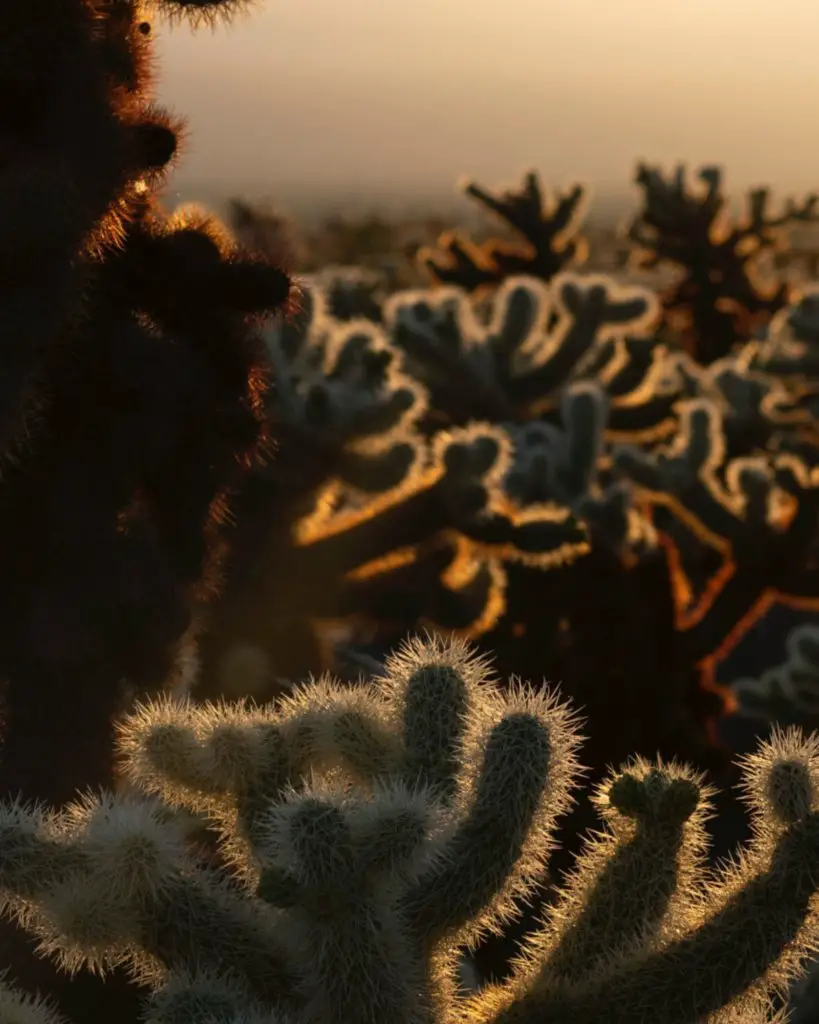 Cholla Cactus Garden at sunrise, one of the Best Joshua Tree Photography Spots.
