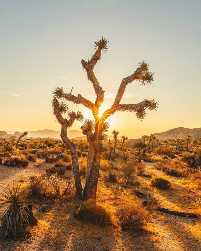 Golden sun rays shining behind a joshua tree, seen while visiting Joshua Tree National Park.