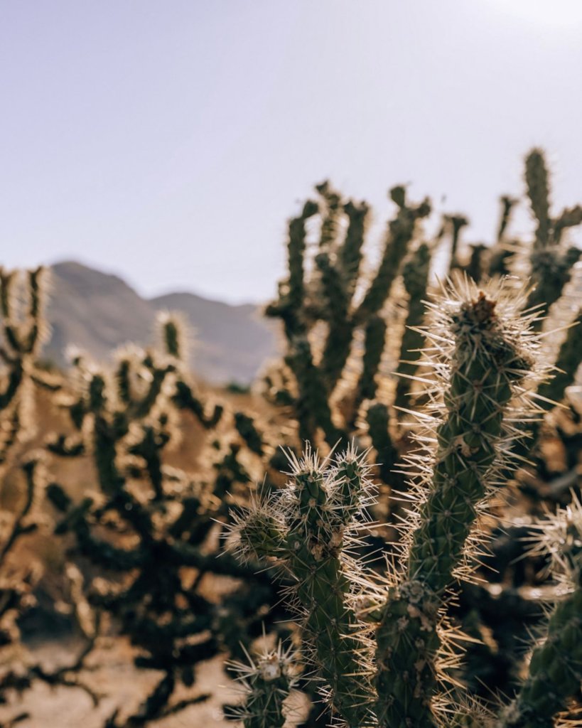 Cacti at Indian Canyons - entering the Andreas Canyon Trail Hike.