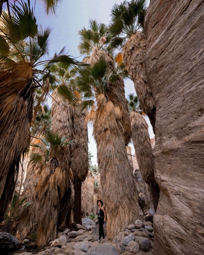 Monica exploring the Andreas Canyon Trail Hike - the towering palm trees on the Andreas Canyon trail.