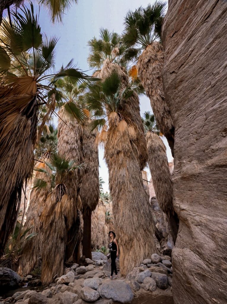 Monica surrounded by giant palm trees on one of the best hiking trails in southern California.