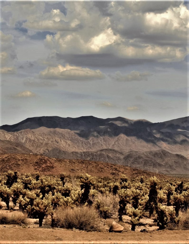 Cholla cacti under the cloudy desert sky.