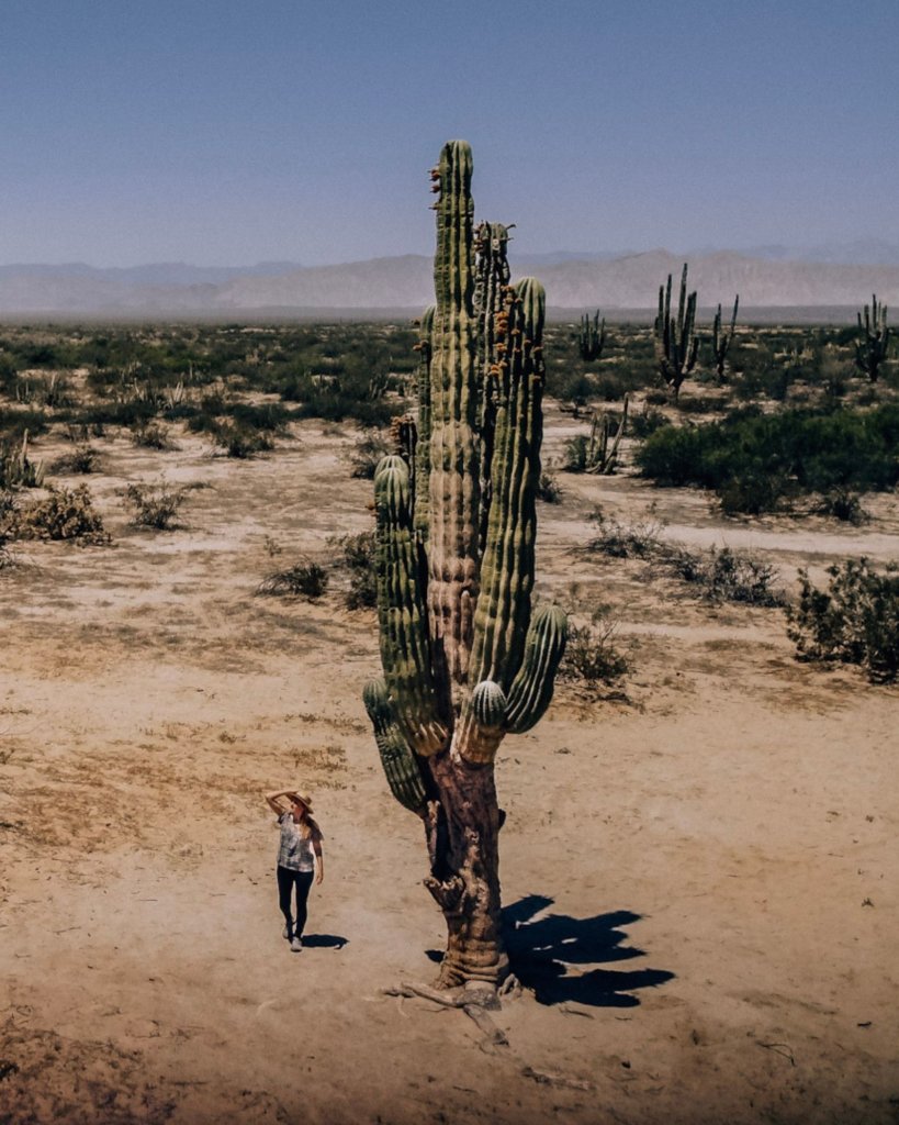 Monica Visiting the giant cacti of Valle de los Gigantes in San Felipe, Baja California.