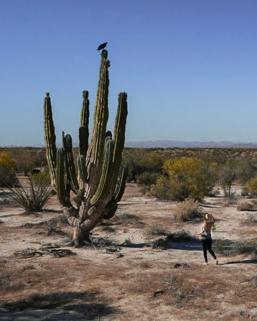 Monica with a giant cactus and bird at Valle de los Gigantes in San Felipe, Baja California.