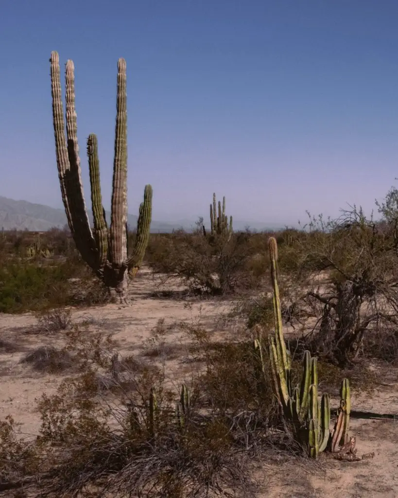 Various cacti and plant life in Valle de los Gigantes in San Felipe, Baja California.