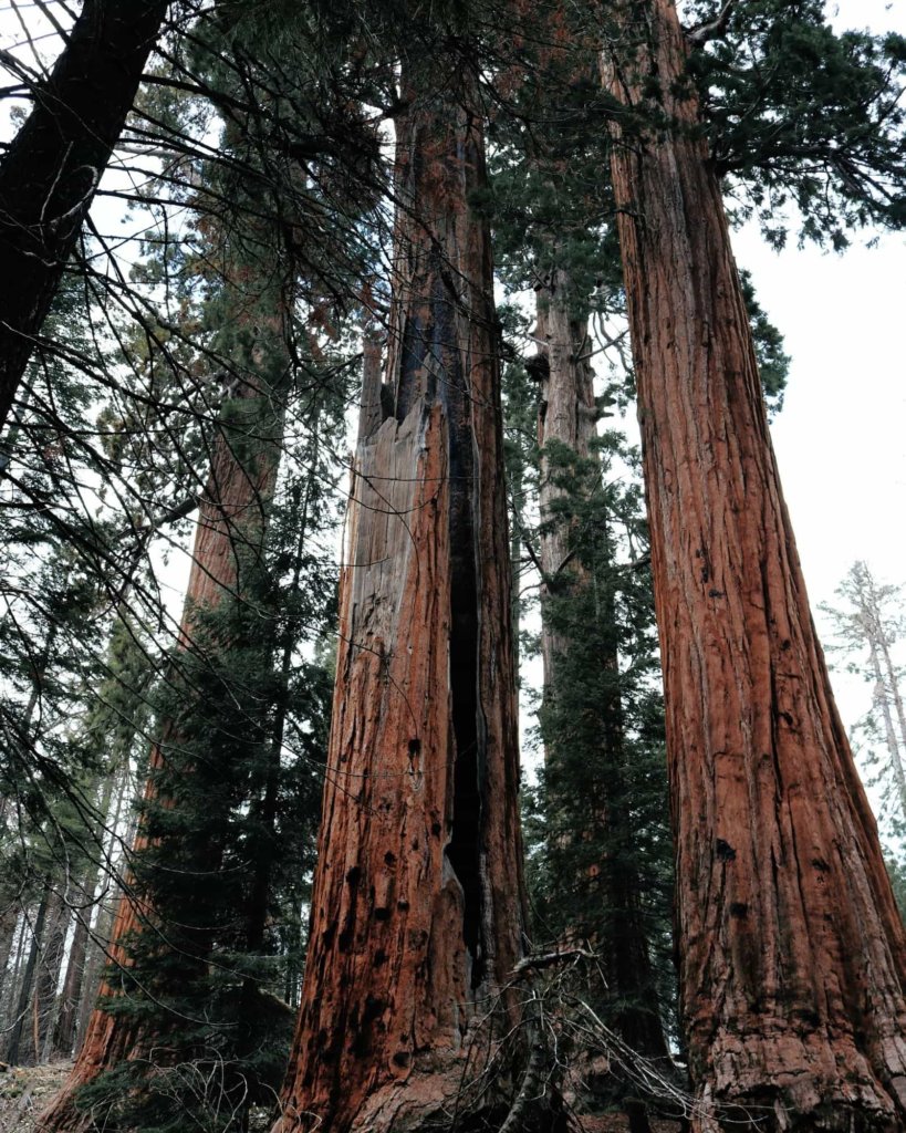 Sequoia National Park, one of the best places for Solo Female Travel in California.