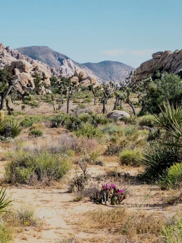 The Barker Dam trail in the lush green springtime - one of the best hikes in Joshua Tree.