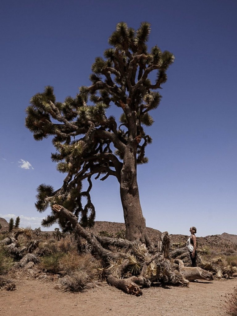 On Lost Horse Mine Road, one of The Best Joshua Tree Photography Spots.