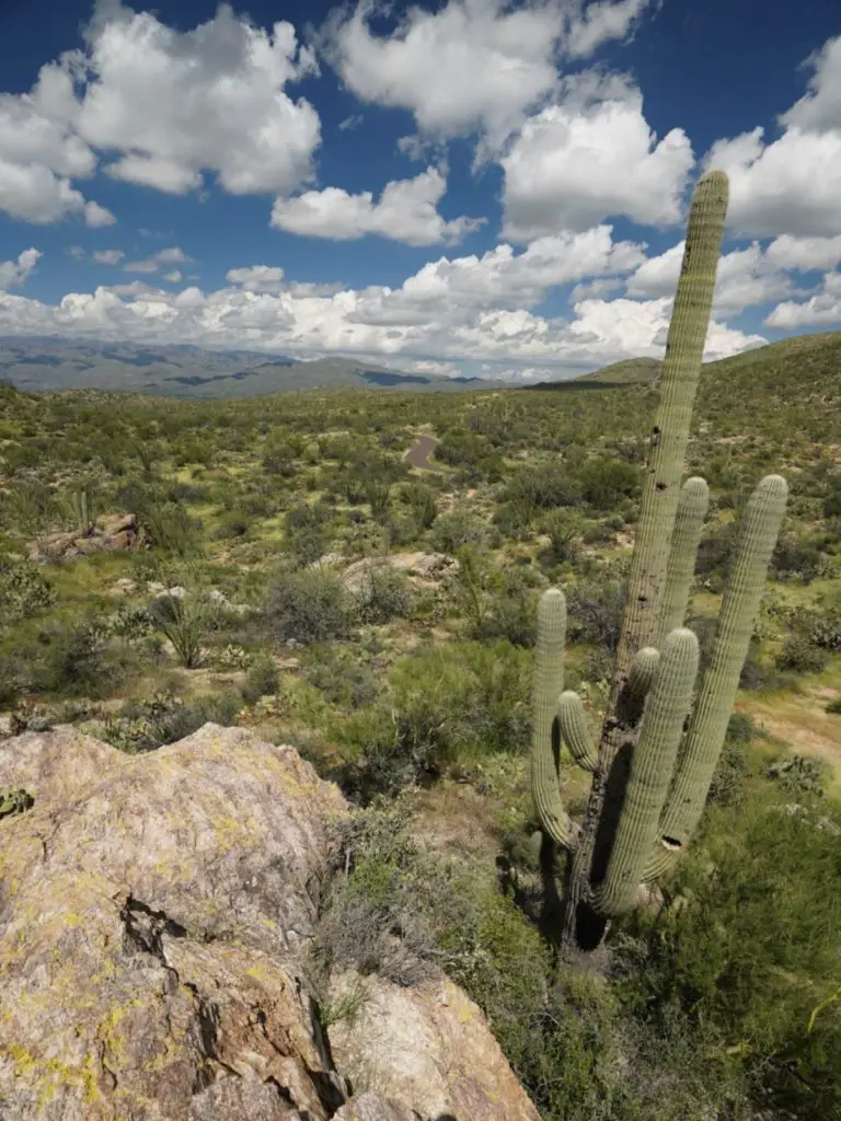 A gorgeous view out toward blue skies, tall cacti, and mountains in Saguaro National Park.