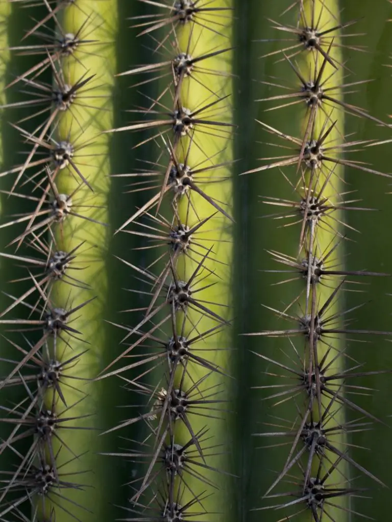 A close up of saguaro cactus spikes.